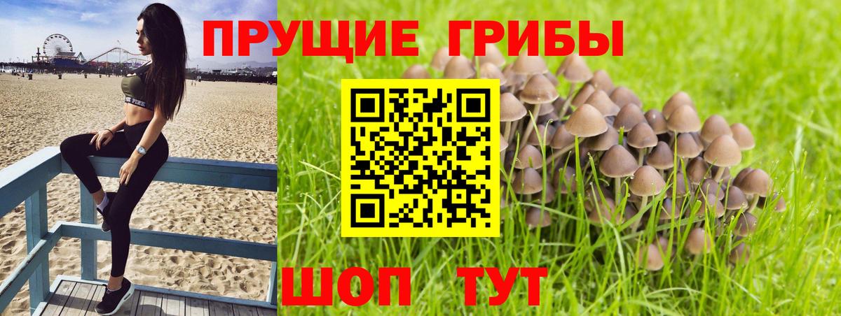 Псилоцибиновые грибы Psilocybine cubensis  Вход с VPN  Ленинск-Кузнецкий 